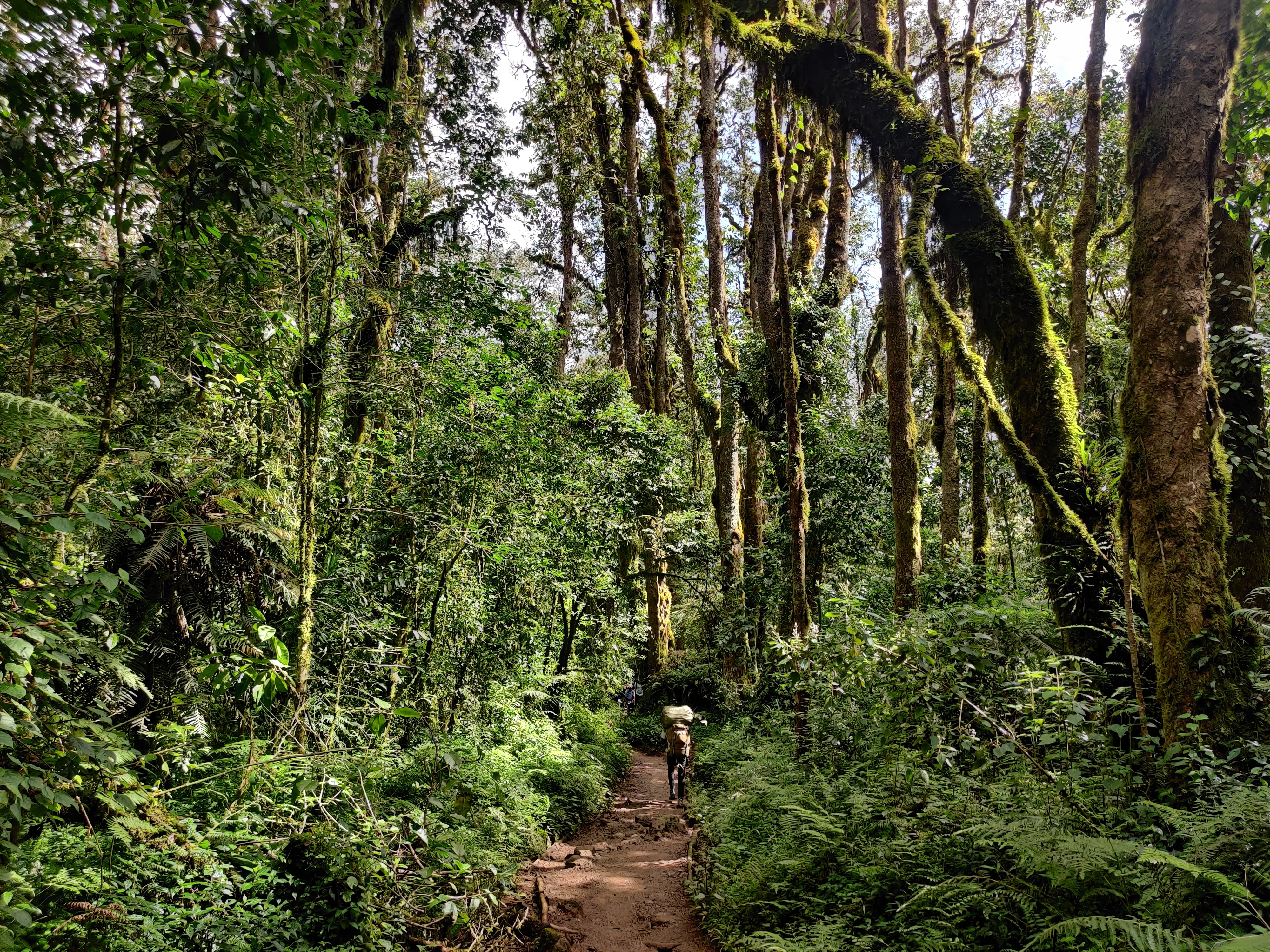 Walk Through the Rainforest